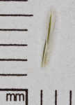 White edge sedge